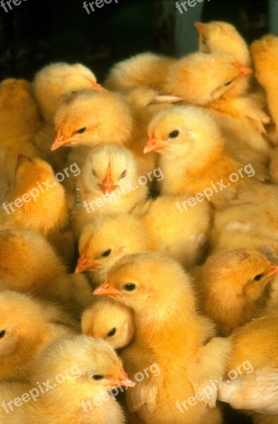 Baby Chickens Chicks Yellow Cute Small