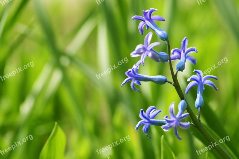 Hyacinth Garden Purple Flower Fragrant Flowers Nature