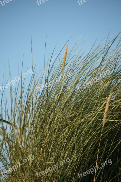 Beach Marram Grass Grass Wind Sea