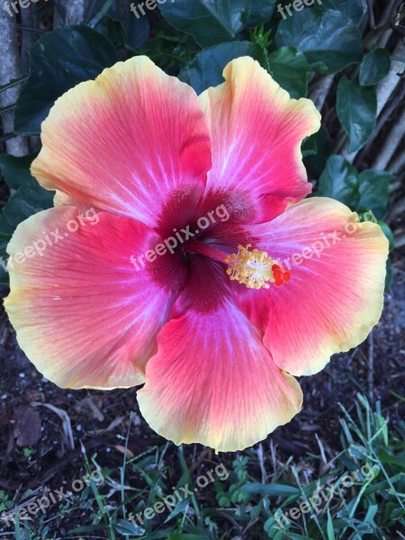 Hibiscus Flower West Indies Exotic Botany