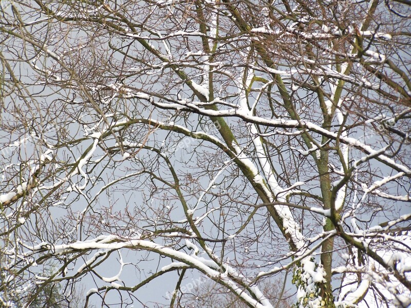 Winter Winter Forest Trees Snow Snowfall