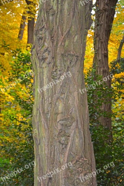 Tree Log Autumn Autumn Mood Bark