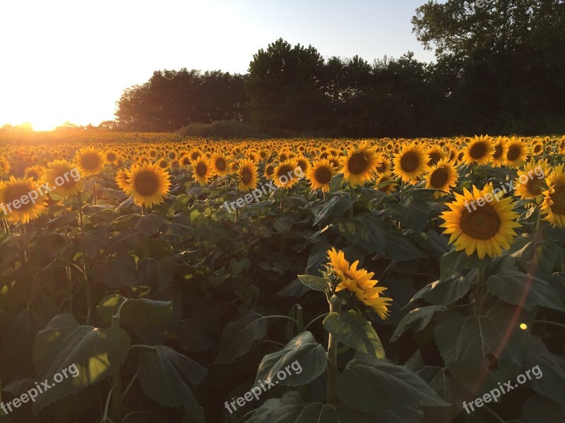 Sunflowers Sunset Field Free Photos