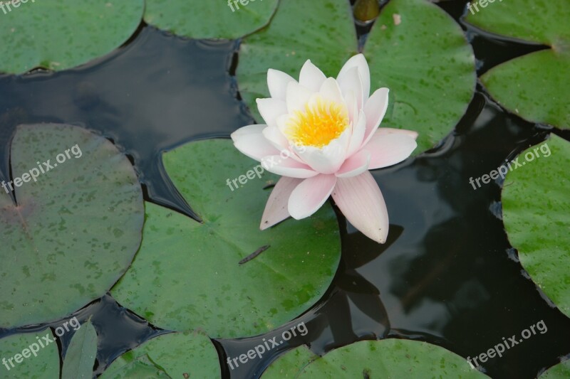 Flowers Lotus Water Lilies Lotus Leaf Pond Plants