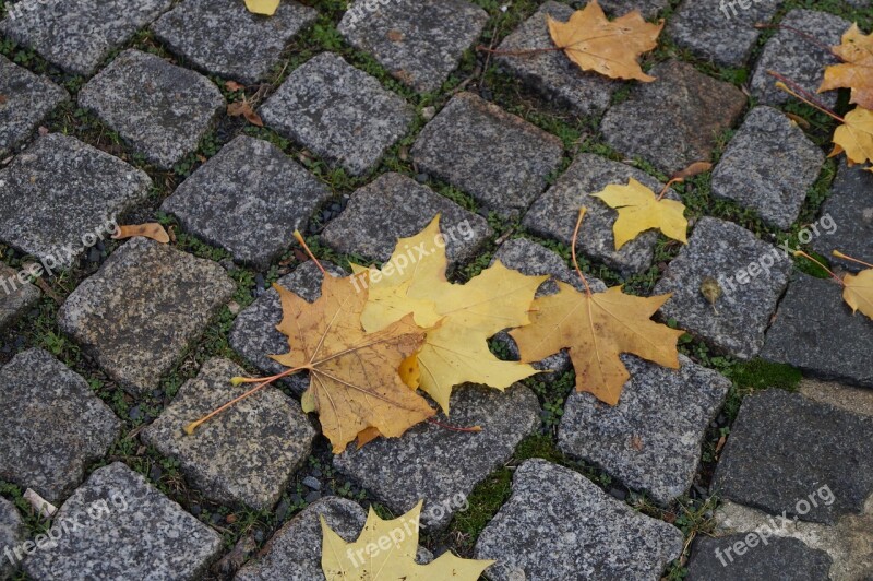 Autumn Leaves Leaves In The Autumn Golden Nature