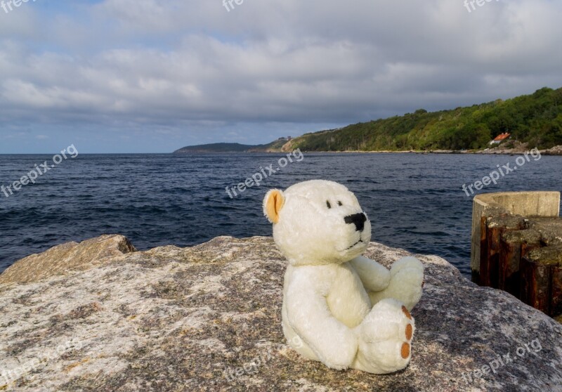 Bear Bears Pier Sea Stones