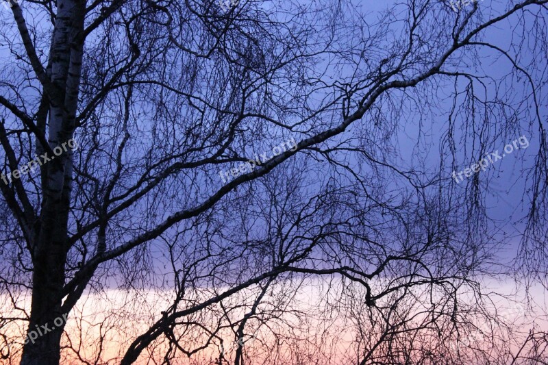 Evening Winter Evening View Wood Winter