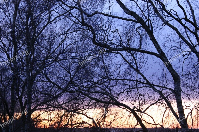 Evening Winter Evening View Wood Winter