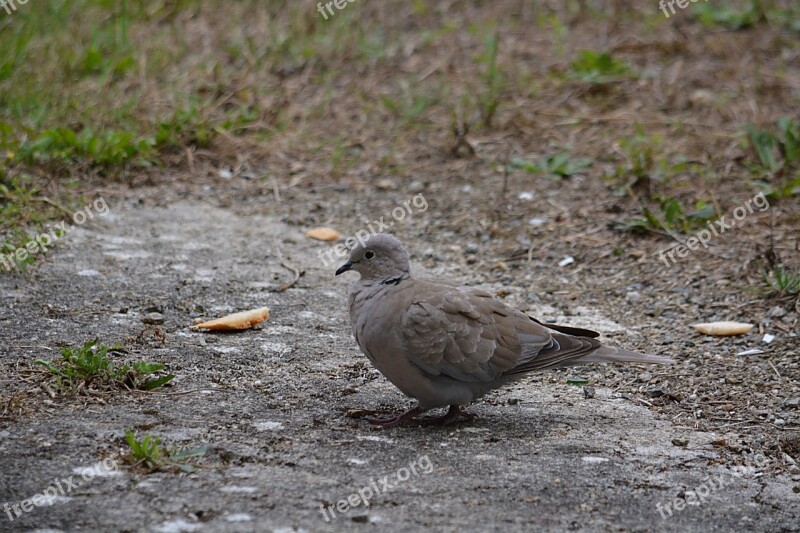 Dove Bird Nature Calm Garden