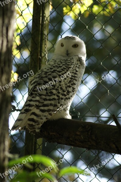 Owl Animal Raptor Birds Free Photos