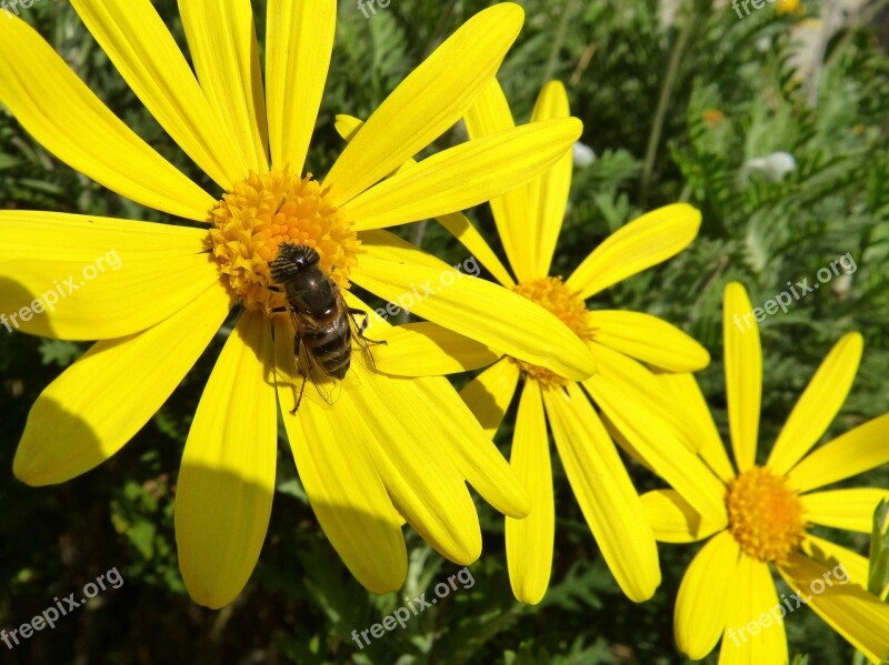 Bee Blow-fly Avsipa Yellow Flower Daisy