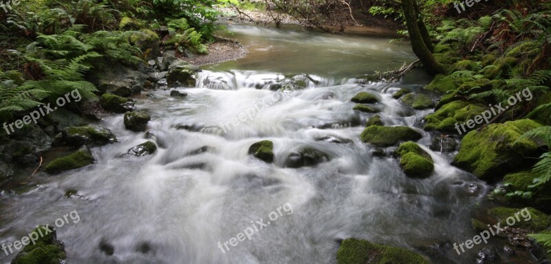 Muir Woods Stream Water Outdoors Tranquil