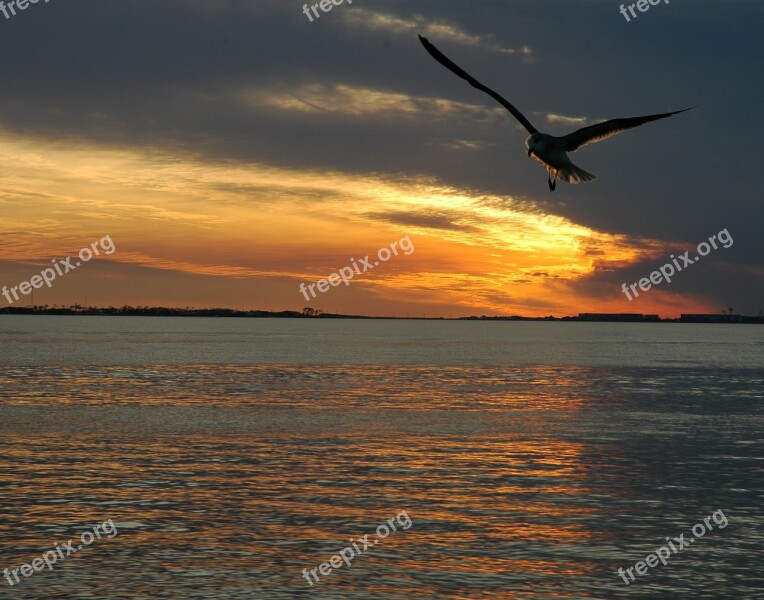 Sunset Ocean Sea Sun Nature