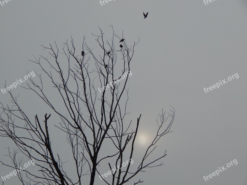 Black And White Death Tree Birds Sky Free Photos