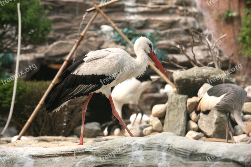 Stork New Animal Birds Zoo