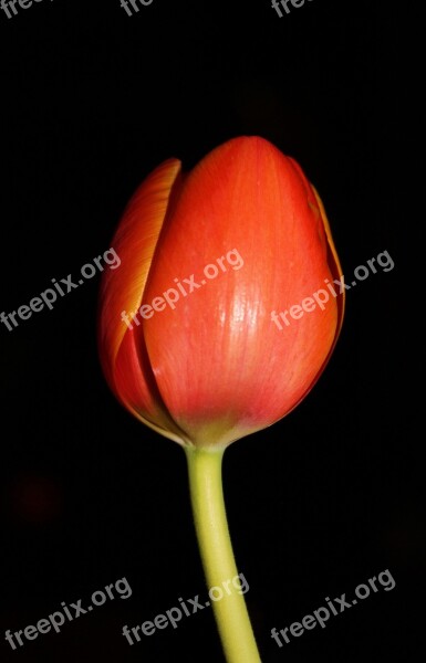 Tulip Night Flower Floral Flower Petal