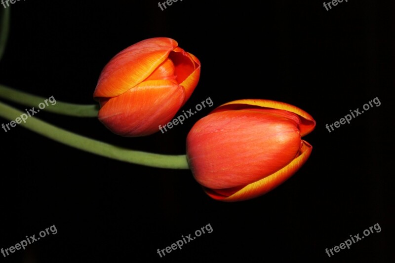 Tulips Night Flower Floral Flower Petal