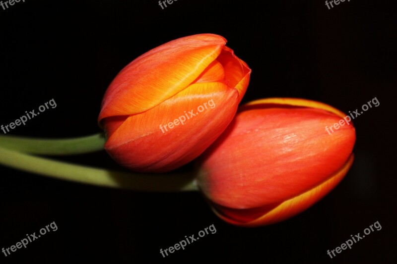 Tulips Night Flower Floral Flower Petal