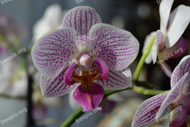 Orchid Flower Blossom Nature Zoom