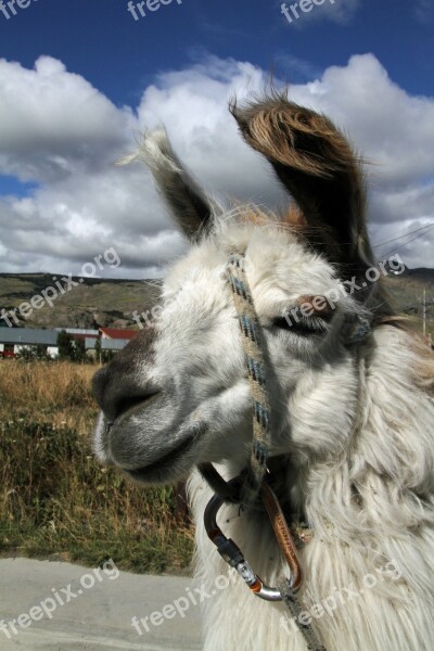 Chile Chilean Llama Patagonia South