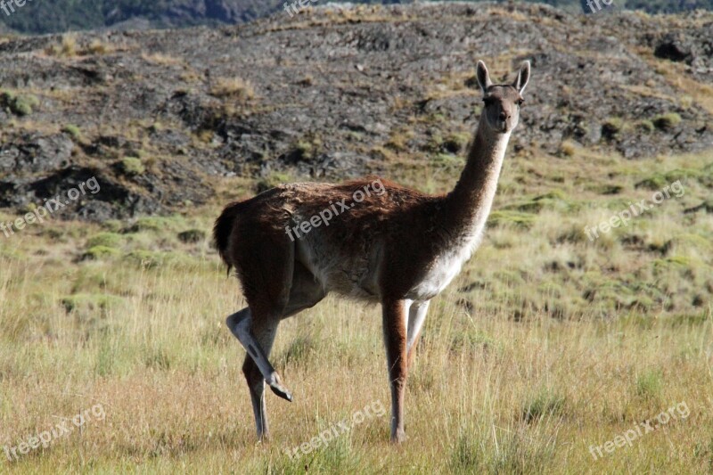 Chile Chilean Guanaco Patagonia South