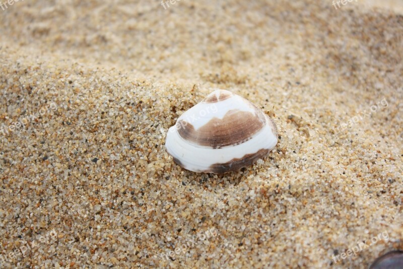 Clam Beach Sand Peel Husks