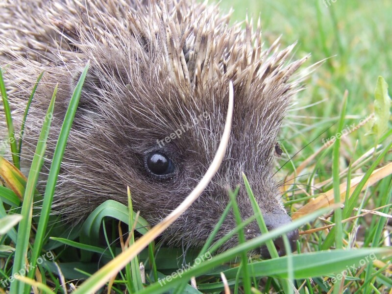 Is From Hedgehog Thorns Animal Poke