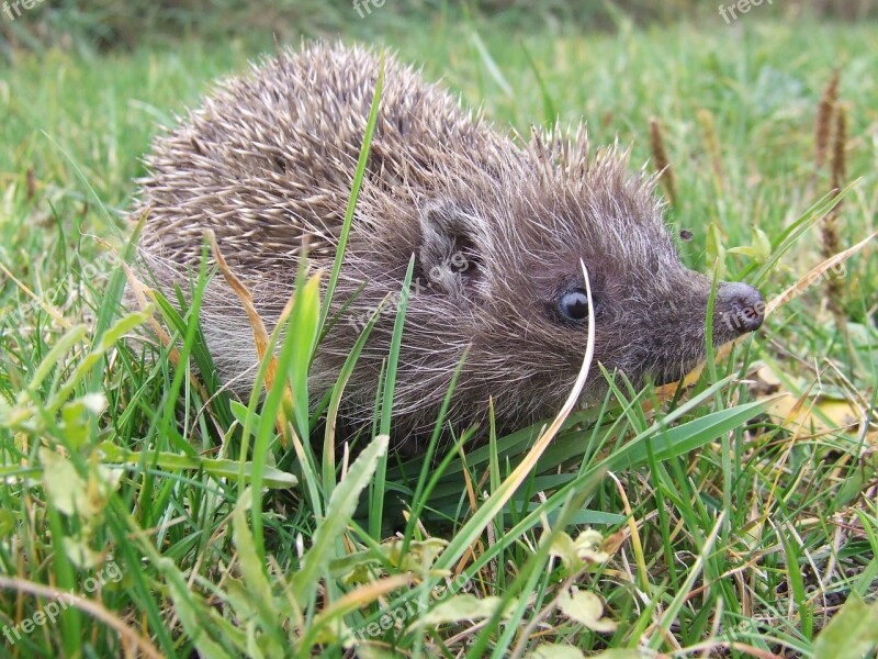 Is From Hedgehog Thorns Animal Poke