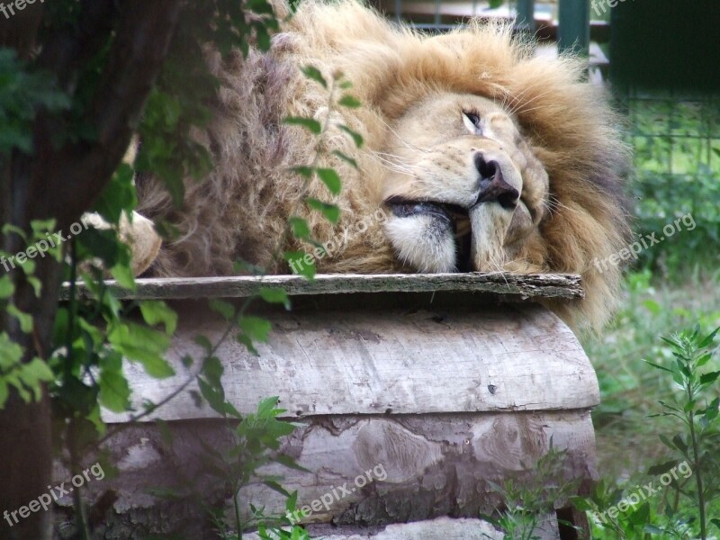 Lion Sleep Lie The King Animal