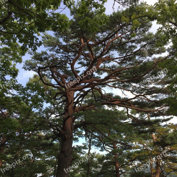 Geumgangsong Pine Wood Nature In The Forest