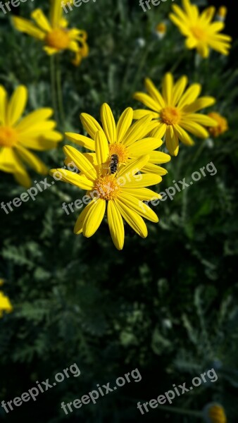 Yellow Flower Turkey Nature Green