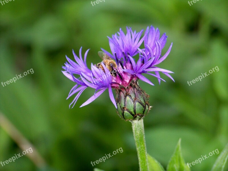 Purple Flower Bee Nature Purple Flower