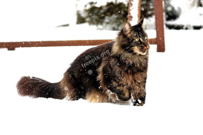 Maincoon Snow On Game Hunting Attention