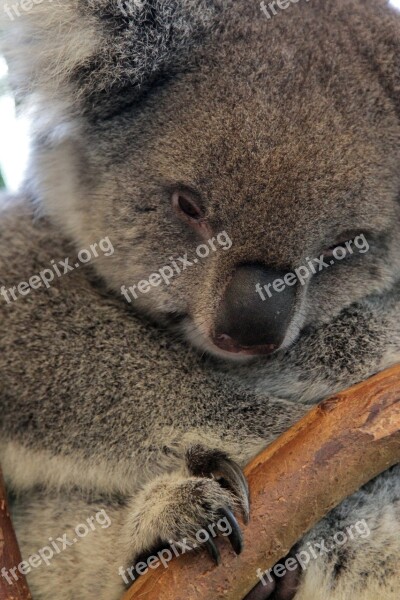 Koala Bear Australia Animal Mammal