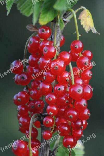 Currant Fruits Fruit Berries Red Currant