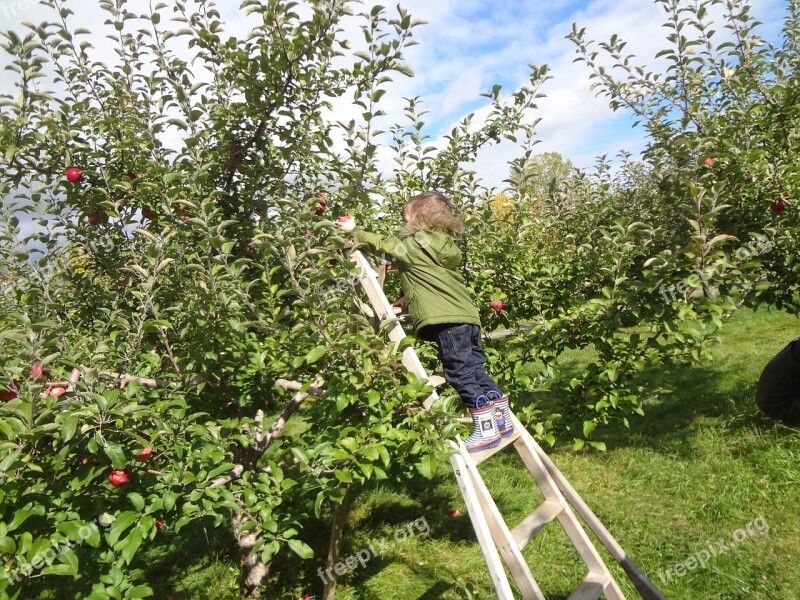 Fall Apple Collection Child Tree