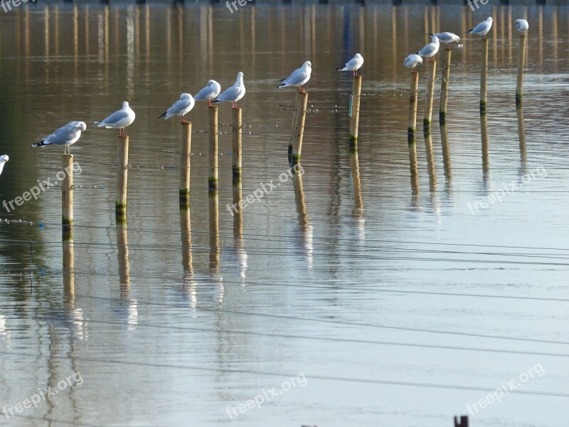 Seagulls Water Posts Gull Free Photos