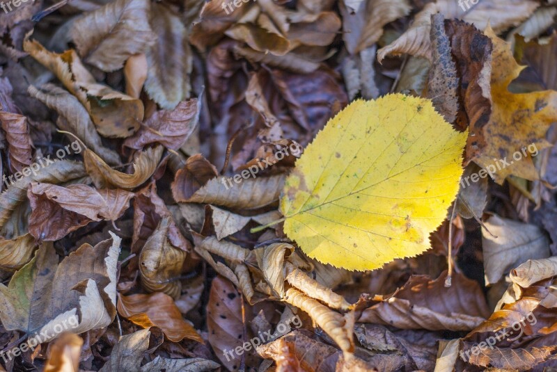 Leaves Forest Autumn Nature Fall Foliage