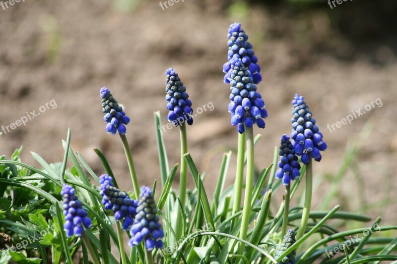 Muscari Neglectum Flower Garden Flower Garden Bloom