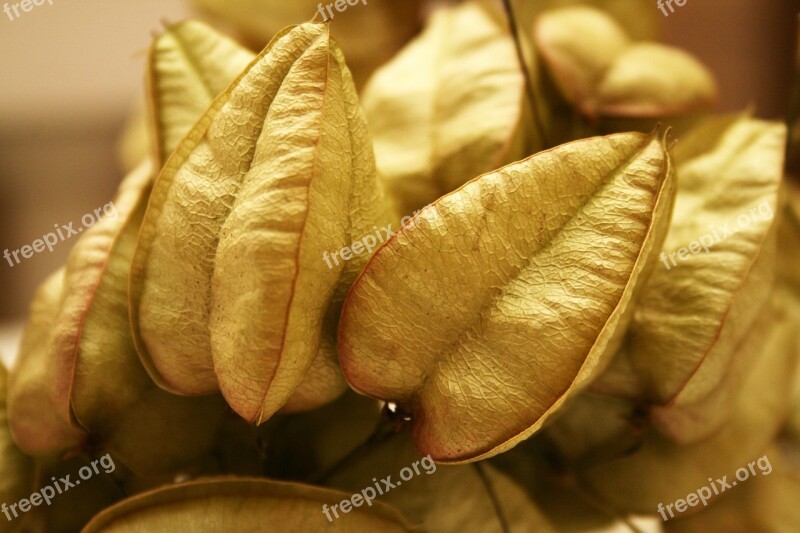 Koelreuteria Paniculata Crop Wood Tree Fruit Free Photos