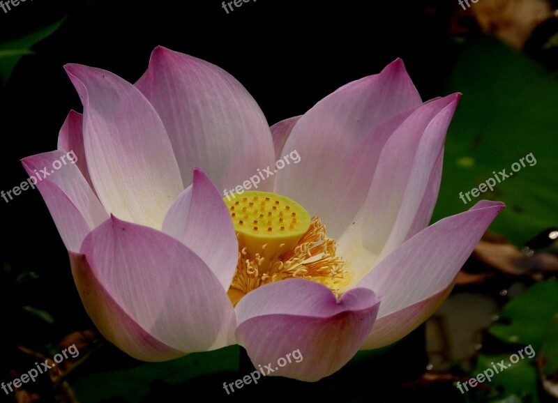 Lotus Blossom Asia Nature Free Photos