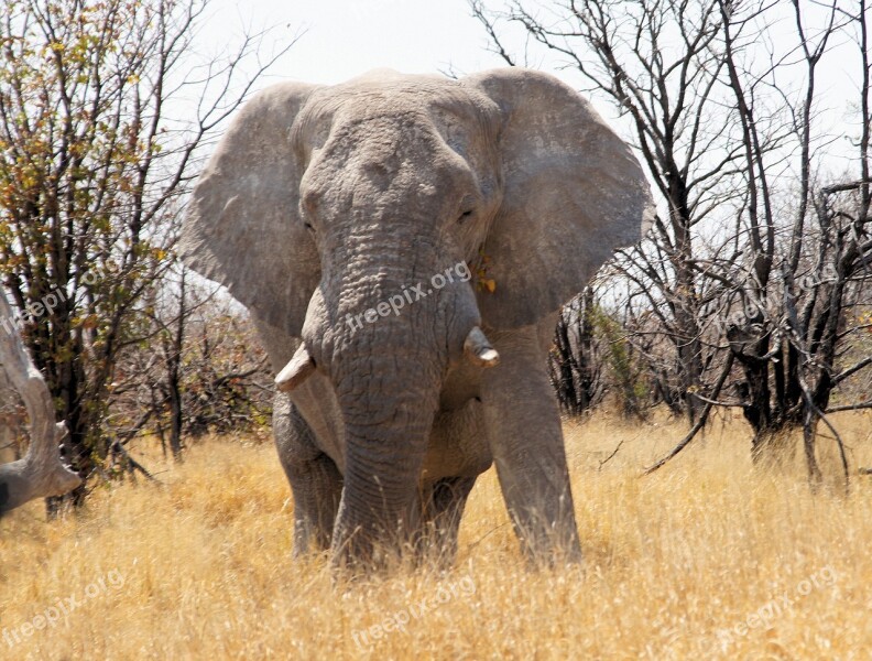 Namibia Travel Africa Elephant Animal