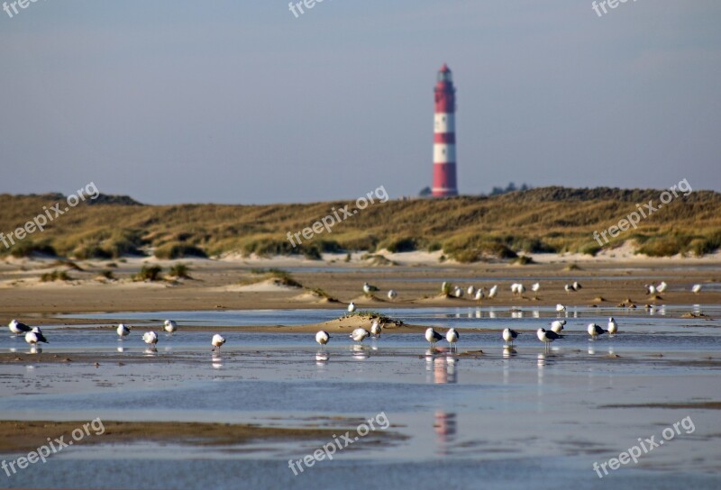 Lighthouse Gulls Water Mood Sky