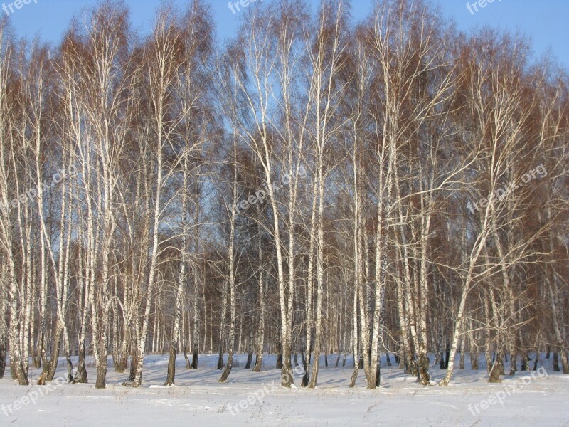 Forest Winter Birch Free Photos