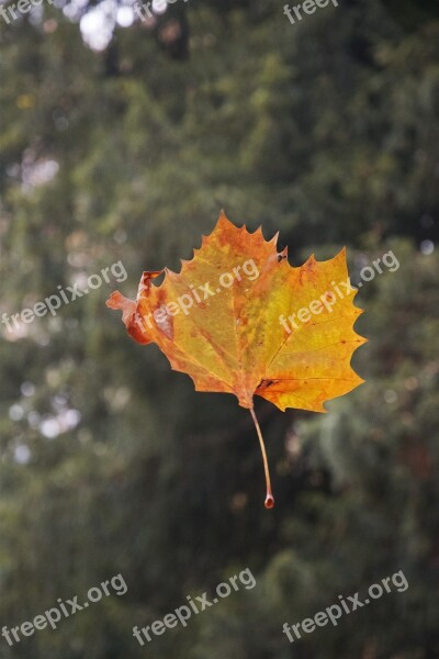 Leaf Autumn Dried Leaves Leaves Autumn Woods