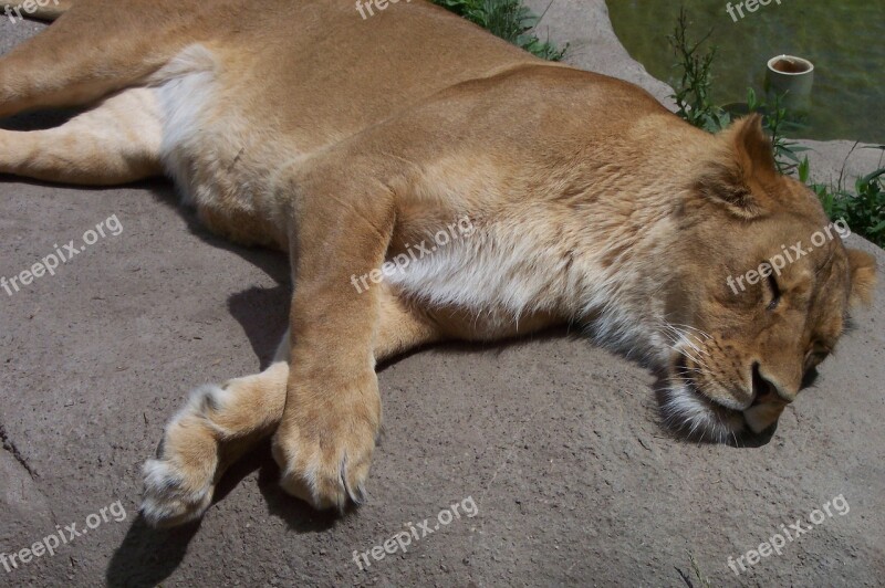 Lion Lioness Zoo Cat Free Photos