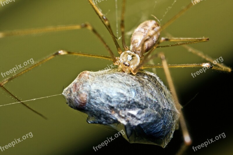 Spider Fly Eat Prey Close Up