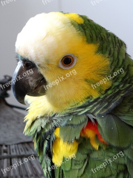 Parrot Bird Nature Tropical Birds Brazilian Fauna