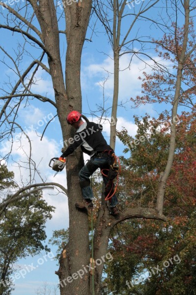 Tree Emerald Ash Borer Limbing Chainsaw Disease