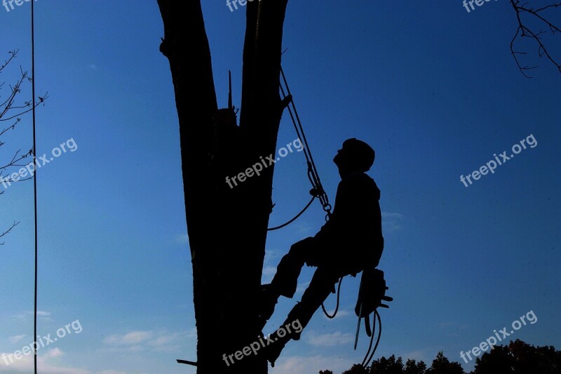 Tree Service Hard Work Lumberjack Tree Branch